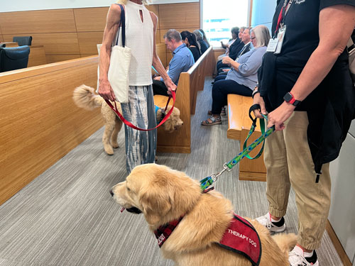 Two light brown colored dogs sit in a courtroom.