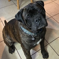 Django, a dog with short multicolored fur sits on a tile floor.