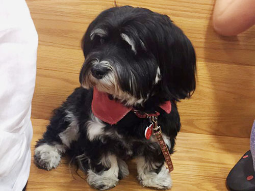 Therapy dog Gracie (retired) sits on a bench during juvenile court