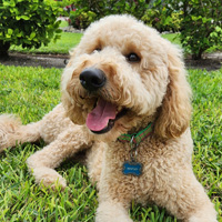 Bently, a dog with short, tan curly fur sits on a patch of grass with trees in the background.