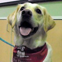 Brooke, a dog with short white fur wears a red bandana and is sitting in front of a piece of office furniture.