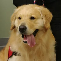 Cracker, a dog with long tan fur sits with his tongue hanging out of his mouth.
