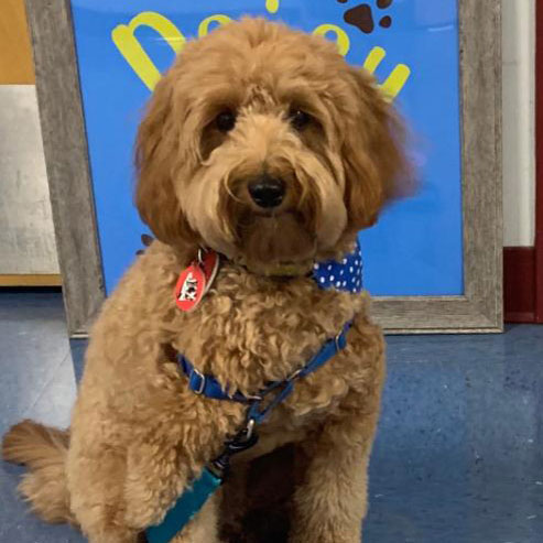 Daisy, a dog with short light brown curly fur, sits in front of a sign at a library.