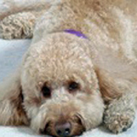 Oliver, a dog with short curly tan fur, lays on a carpeted floor.