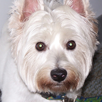 Sugar, a dog with white fur.